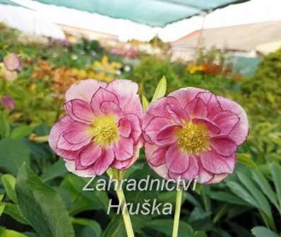 Helleborus orient. Double Ellen Picotee