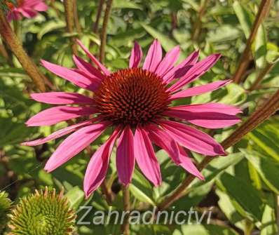 Echinacea JS Roho