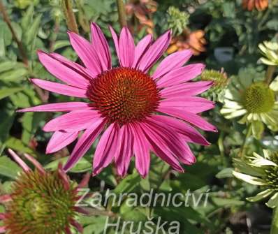 Echinacea JS Roho