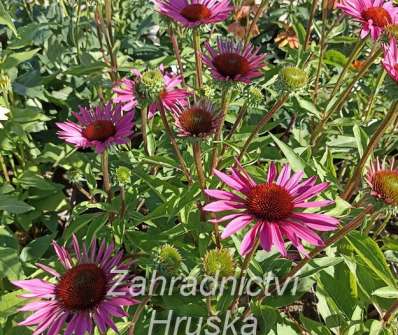 Echinacea JS Roho