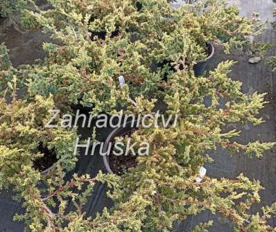jalovec - Juniperus procumbens 'Kishiogima'