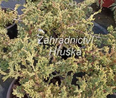 jalovec - Juniperus procumbens 'Kishiogima'