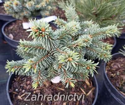 smrk - Picea abies 'Krakonoš'
