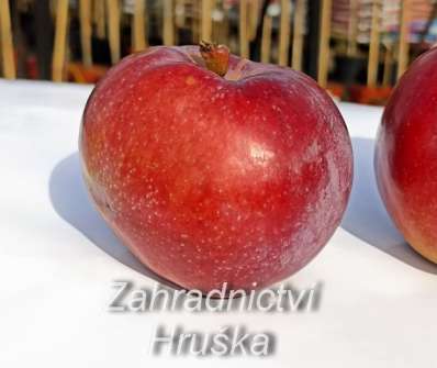 Jabloň Vysočina
