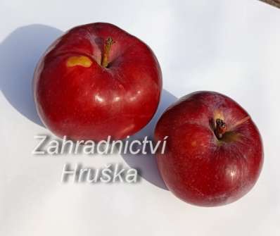 Jabloň Vysočina