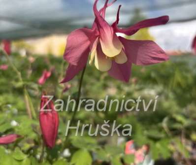 Aquilegia caeruela Spring Magic Rose and Ivory