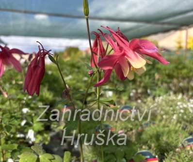 Aquilegia caeruela Spring Magic Rose and Ivory