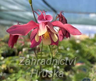 Aquilegia caeruela Spring Magic Rose and Ivory