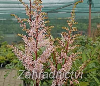 Astilbe japonica Peach Blossom