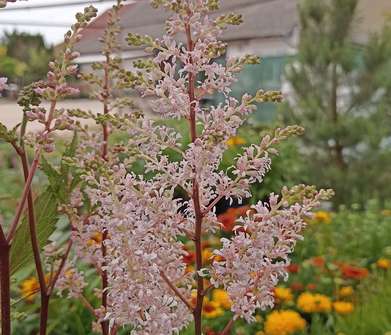 Astilbe japonica Peach Blossom