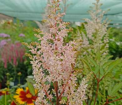 Astilbe japonica Peach Blossom