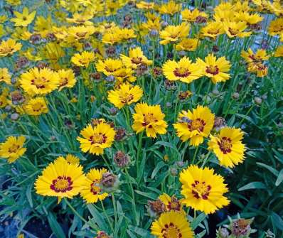 Coreopsis grandiflora Andiamo Yellow Red