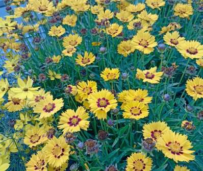 Coreopsis grandiflora Andiamo Yellow Red