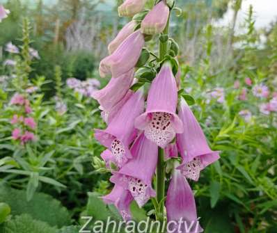 Digitalis purpurea Foxy