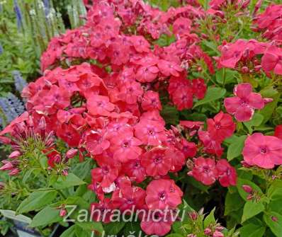 Phlox paniculata Flame Pro Cerise