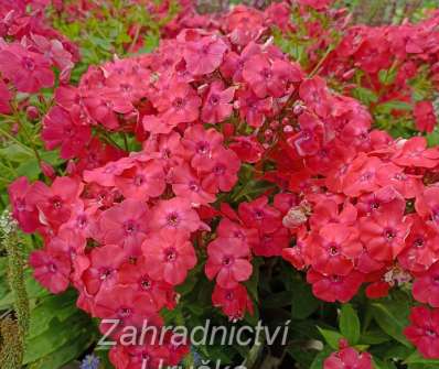 Phlox paniculata Flame Pro Cerise