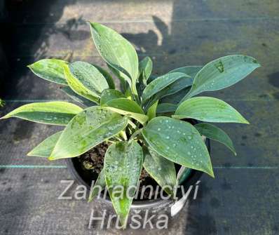 bohyška - Hosta 'Lakeside Cupcake'