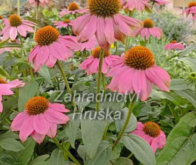 Echinacea purpurea PowWow Wild Berry