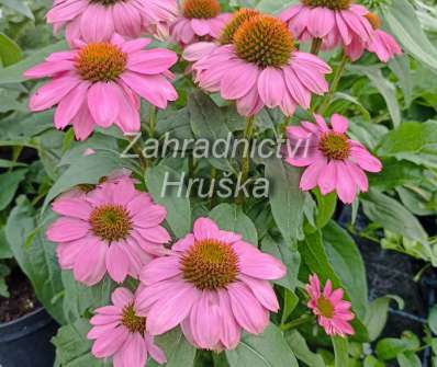 Echinacea purpurea PowWow Wild Berry