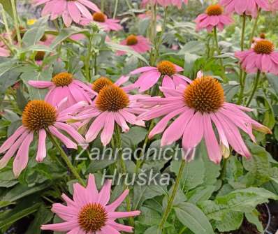 Echinacea purpurea PowWow Wild Berry