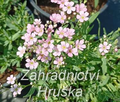 Gypsophila repens Filou Rose
