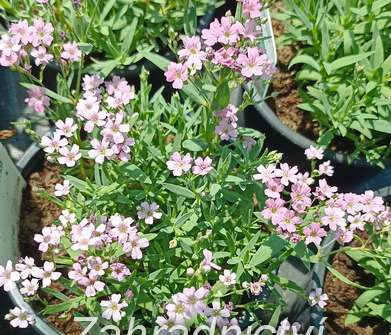 Gypsophila repens Filou Rose