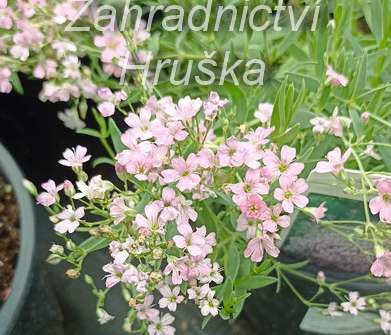 Gypsophila repens Filou Rose