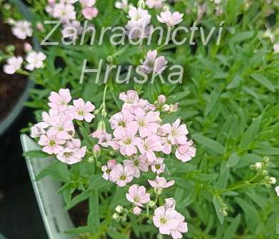 Gypsophila repens Filou Rose