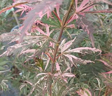 javor - Acer palmatum 'Extravaganza'