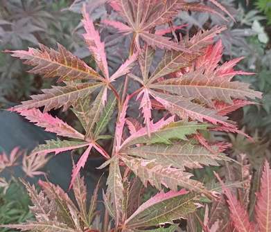 javor - Acer palmatum 'Extravaganza'