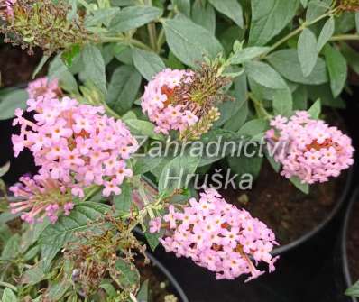 komule - Buddleja davidii Butterfly Candy® ´Little Pink´