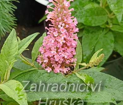 komule - Buddleja davidii 'Butterfly Candy® Little Pink'