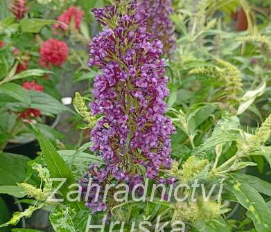 komule - Buddleja davidii 'Butterfly Candy® Little Purple'