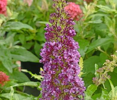 komule - Buddleja davidii 'Butterfly Candy® Little Purple'