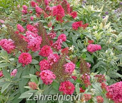 komule - Buddleja davidii Butterfly Candy® ´Little Ruby´