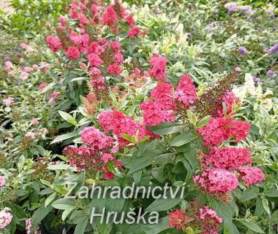 komule - Buddleja davidii Butterfly Candy® ´Little Ruby´