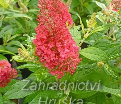komule - Buddleja davidii 'Butterfly Candy® Little Ruby'