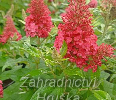 komule - Buddleja davidii 'Butterfly Candy® Little Ruby'