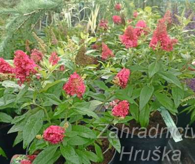 komule - Buddleja davidii 'Butterfly Candy® Little Ruby'