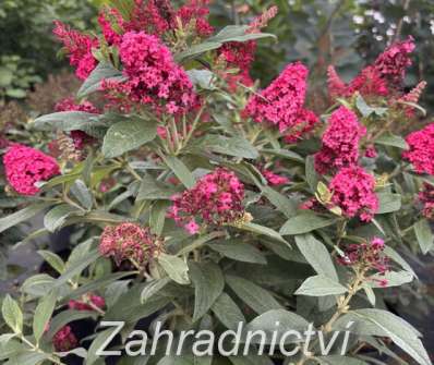 komule - Buddleja davidii 'Butterfly Candy® Little Ruby'