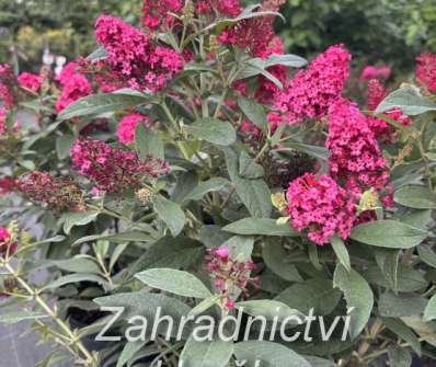 komule - Buddleja davidii 'Butterfly Candy® Little Ruby'