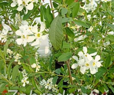 hroznovec - Exochorda racemosa ´Blushing Pearl´