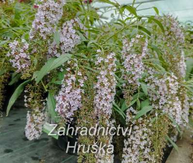 komule - Buddleja davidii 'Wisteria Lane'