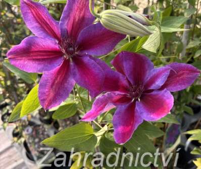 plamének - Clematis 'Akaishi'