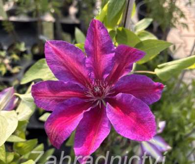 plamének - Clematis 'Akaishi'