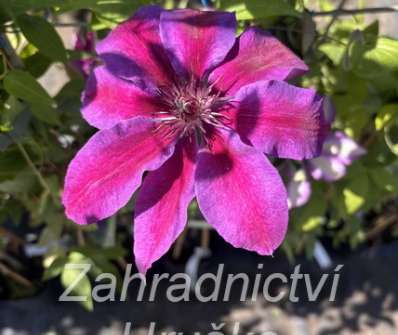 plamének - Clematis 'Akaishi'