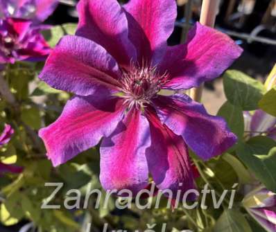 plamének - Clematis 'Akaishi'