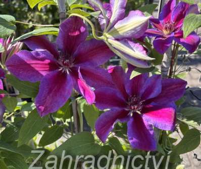 plamének - Clematis 'Akaishi'