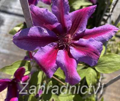 plamének - Clematis 'Akaishi'