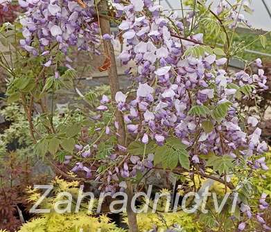 vistárie - Wisteria sinensis 'Caroline' (syn. Amethyst )